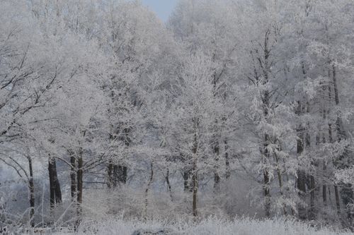 Free A serene winter landscape in Kassel, Germany, showcasing frosted trees under a clear sky. Stock Photo