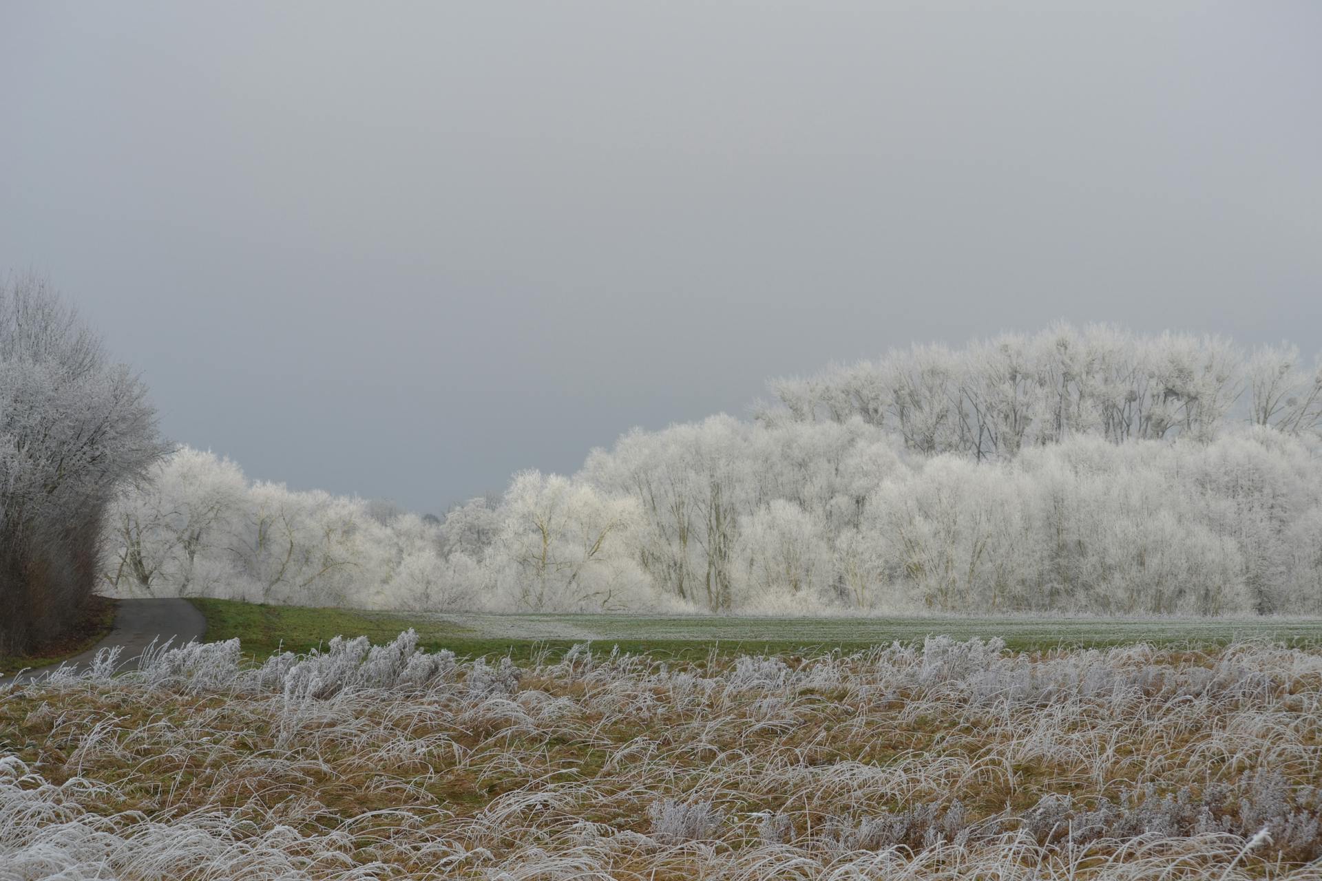 Tranquil winter scene with frosted trees and meadow in Kassel, Germany.