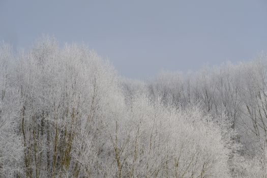 Beautiful frosty trees under a clear winter sky in Kassel, Germany.