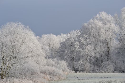 Serene winter landscape with frost-covered trees under a clear sky.