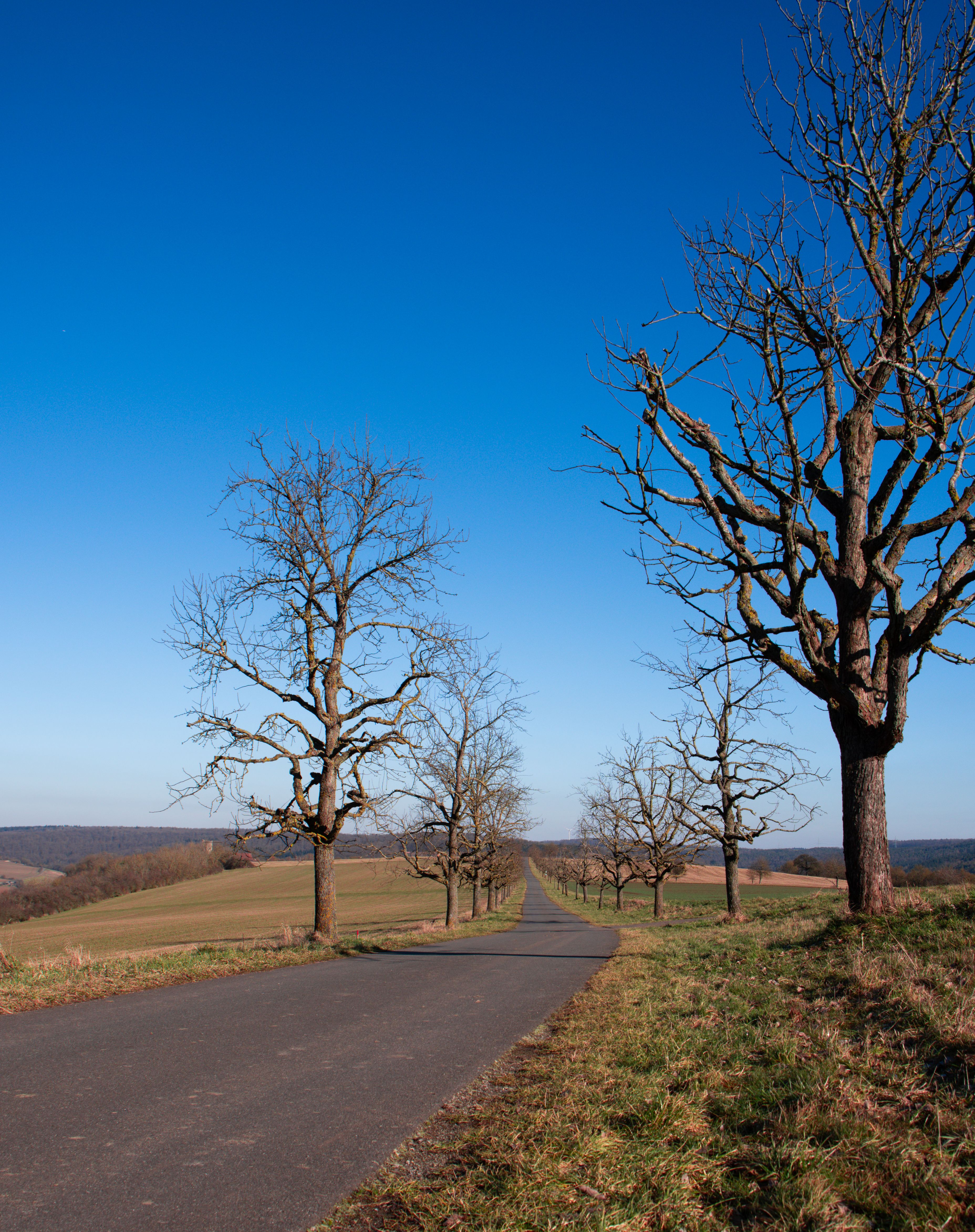 Scenic Winter Road Through Bare Trees in Germany · Free Stock Photo