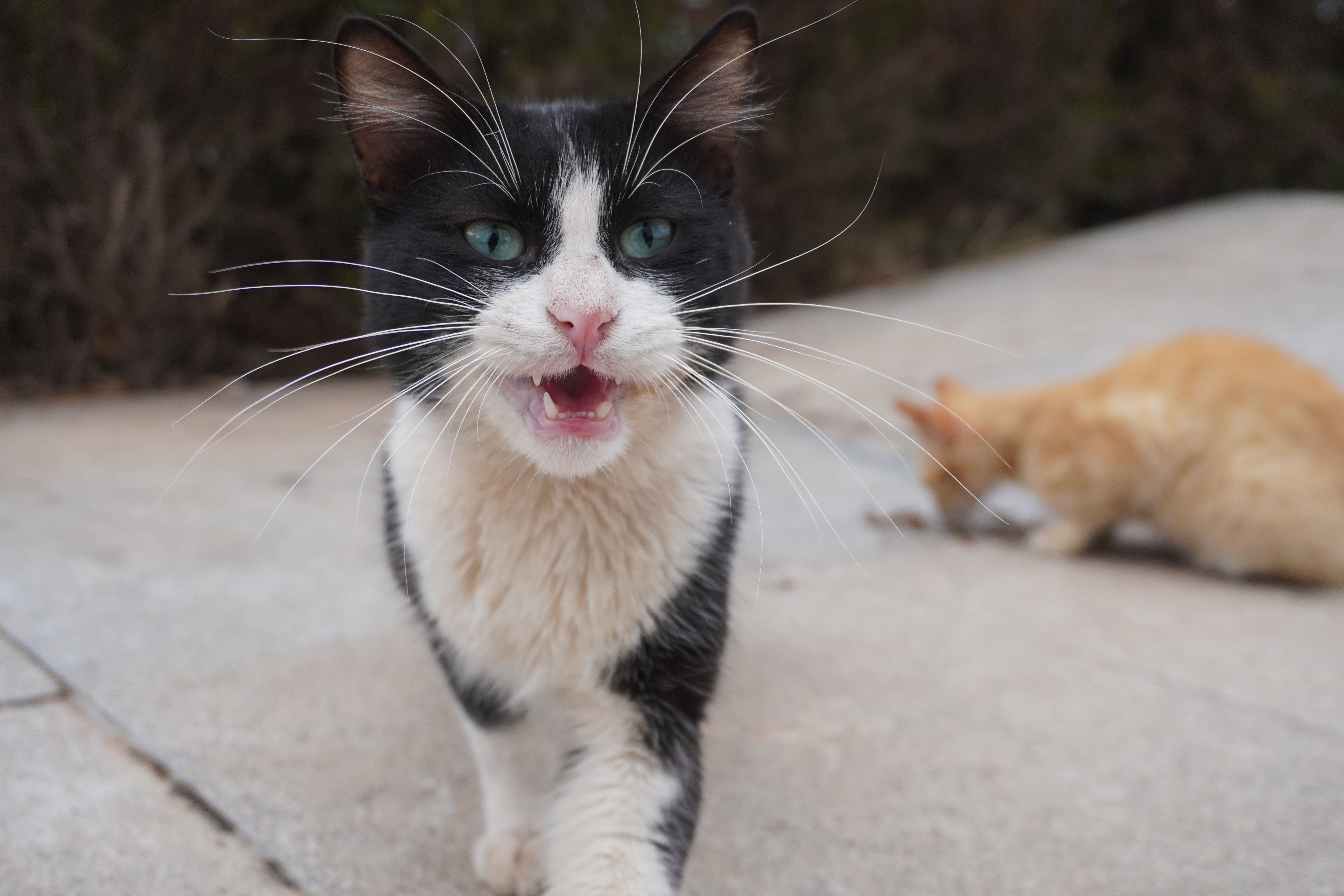 cats have enemies