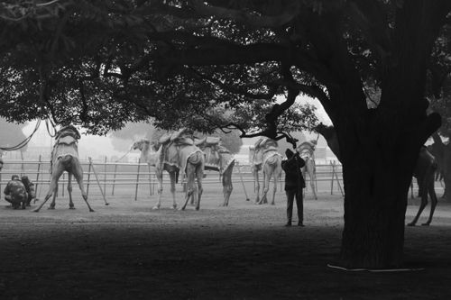Free Black and white photo of camels resting under a large tree in New Delhi, India. Stock Photo