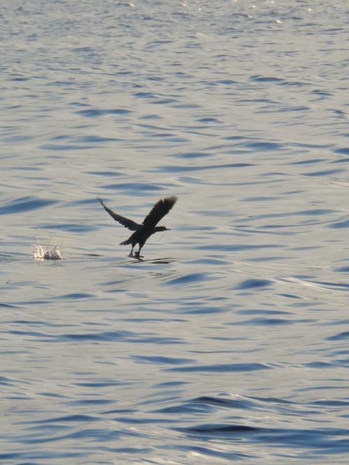 Free A bird gracefully lifts off from the calm ocean, reflecting the warm light of dusk. Stock Photo