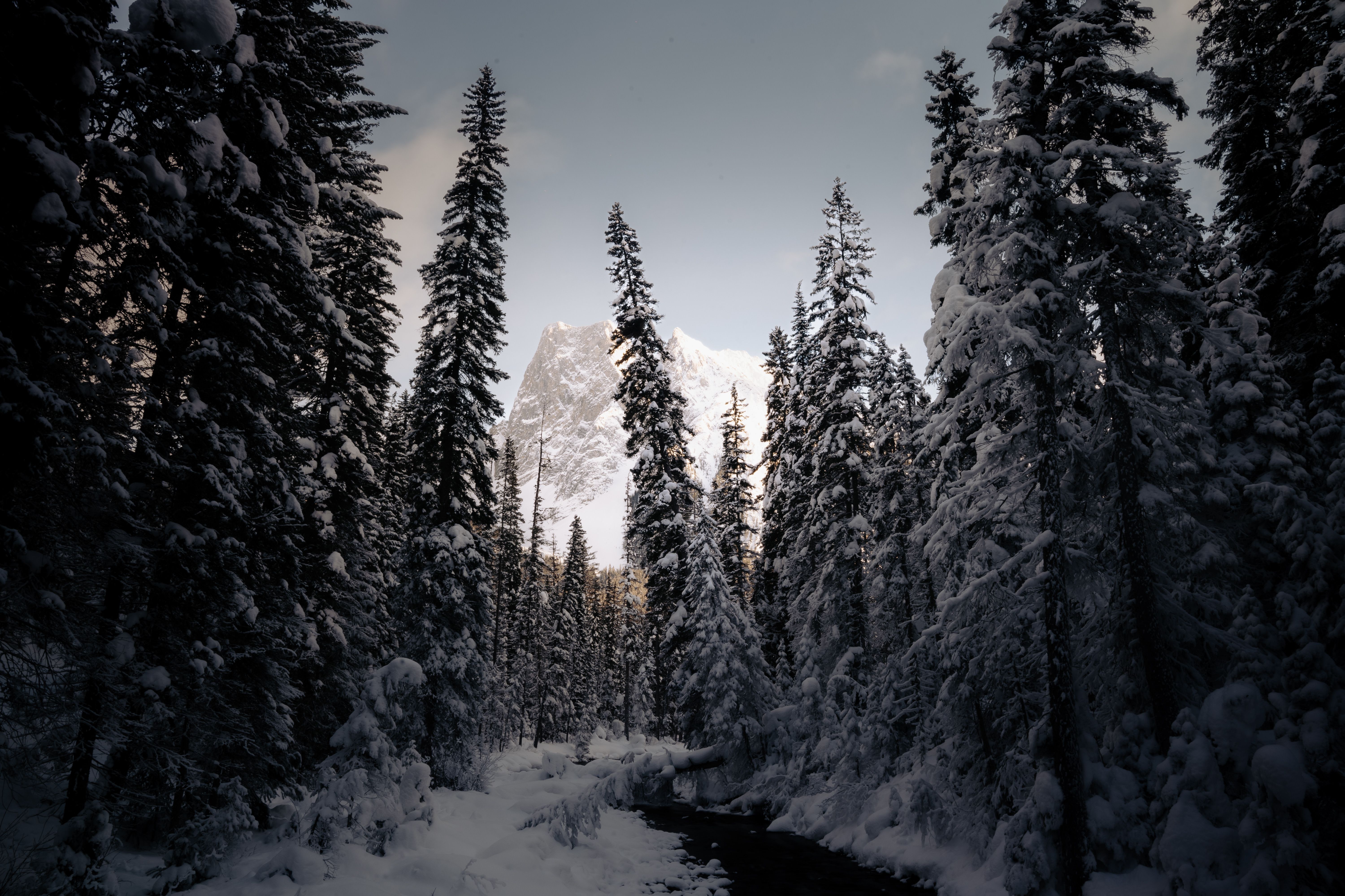 Snowy BC winter forest and mountains