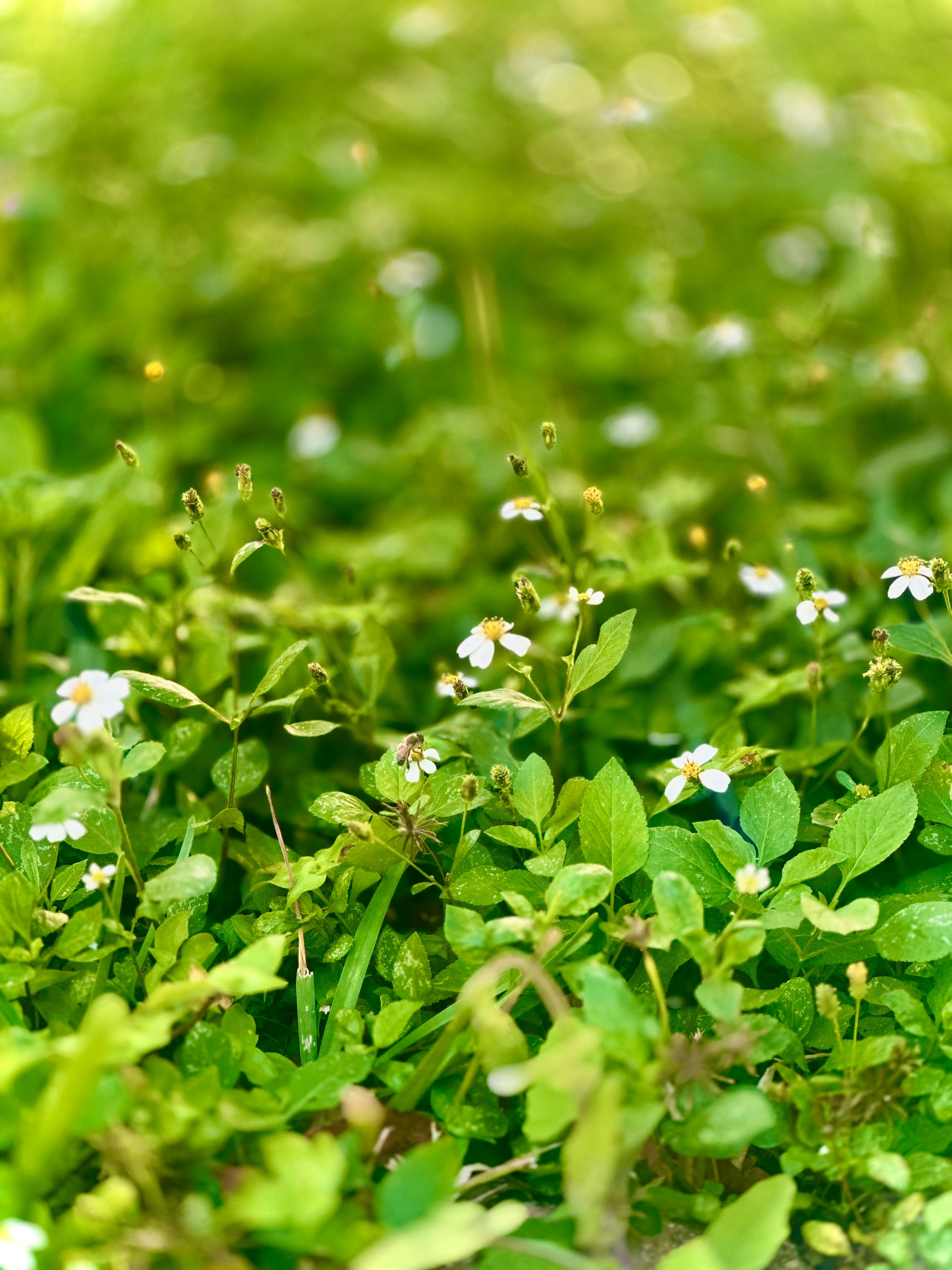 Close-up of Wildflowers in Lush Green Grass · Free Stock Photo