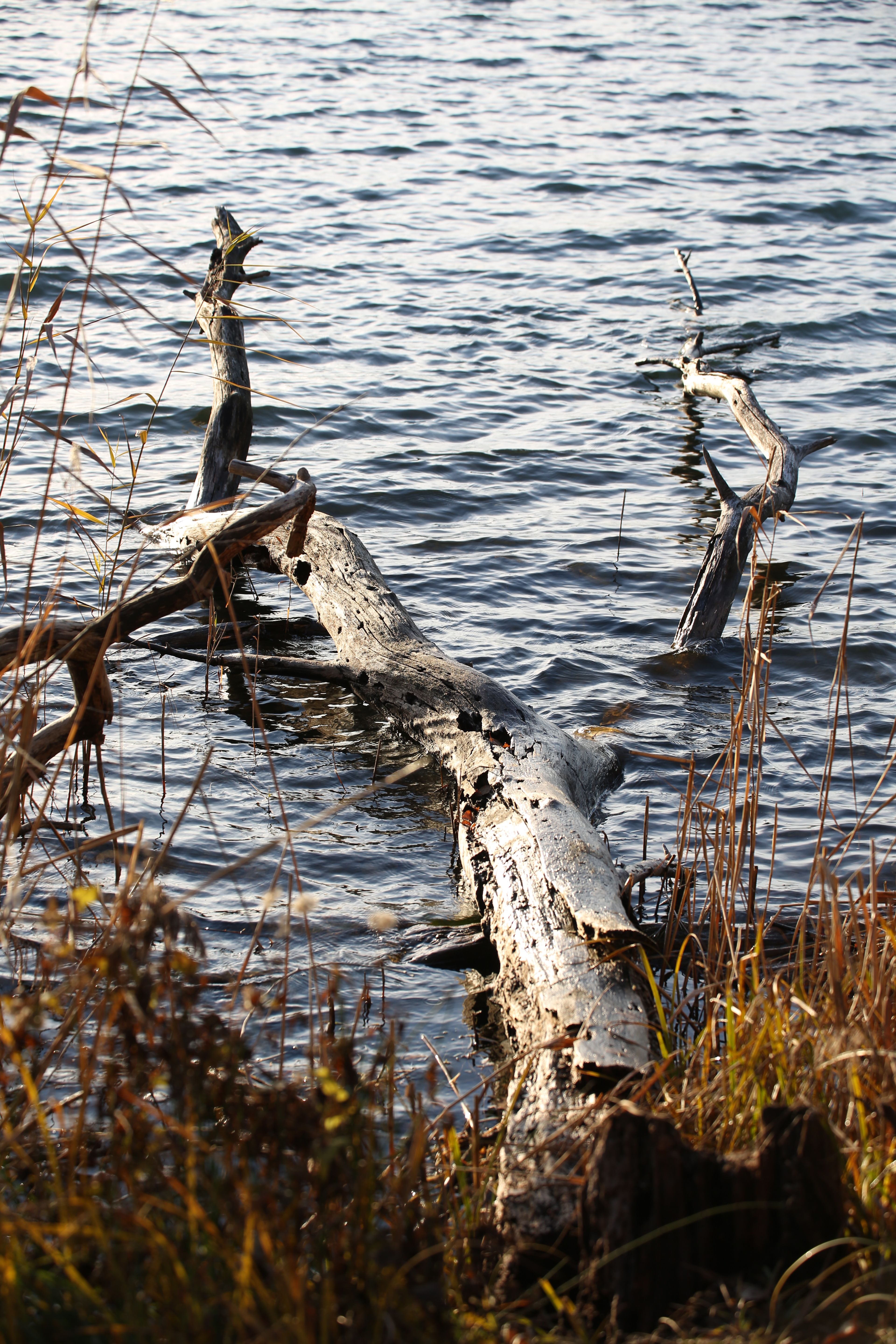 Fotomural Tronco caído flotando en un lago sereno rodeado de hierbas naturales.