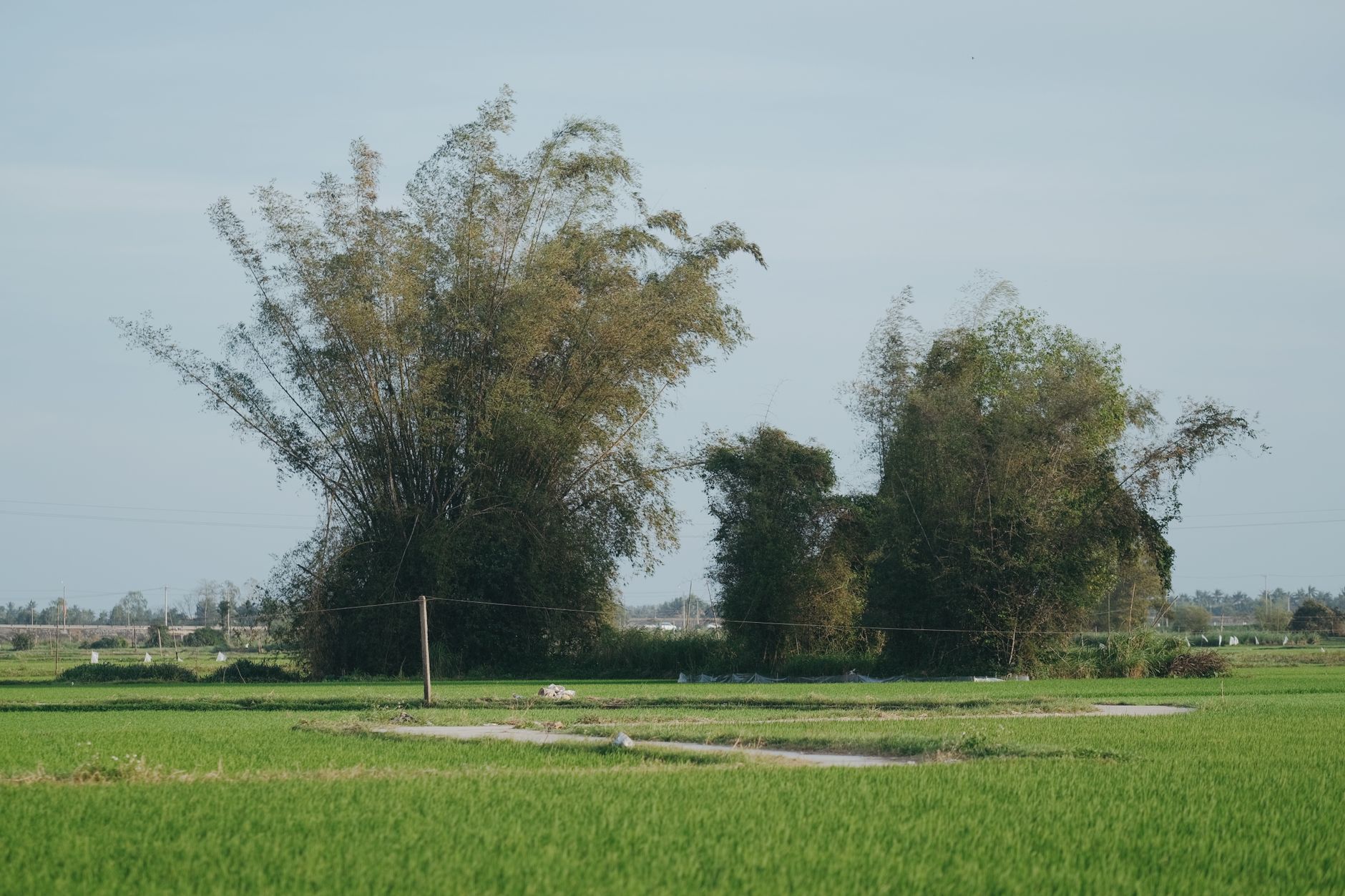usages bambou agriculture overview