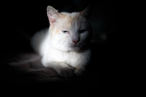 Free A calm white cat with orange patches resting peacefully in dramatic lighting. Stock Photo