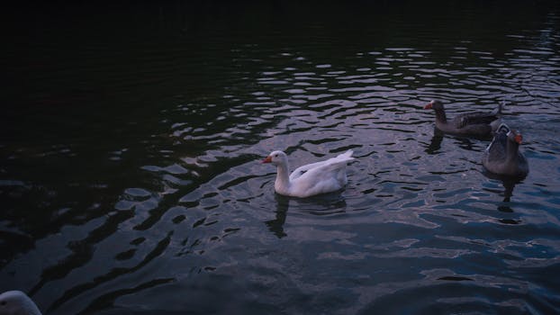 Peaceful scene of ducks swimming in a tranquil pond in Buenos Aires.
