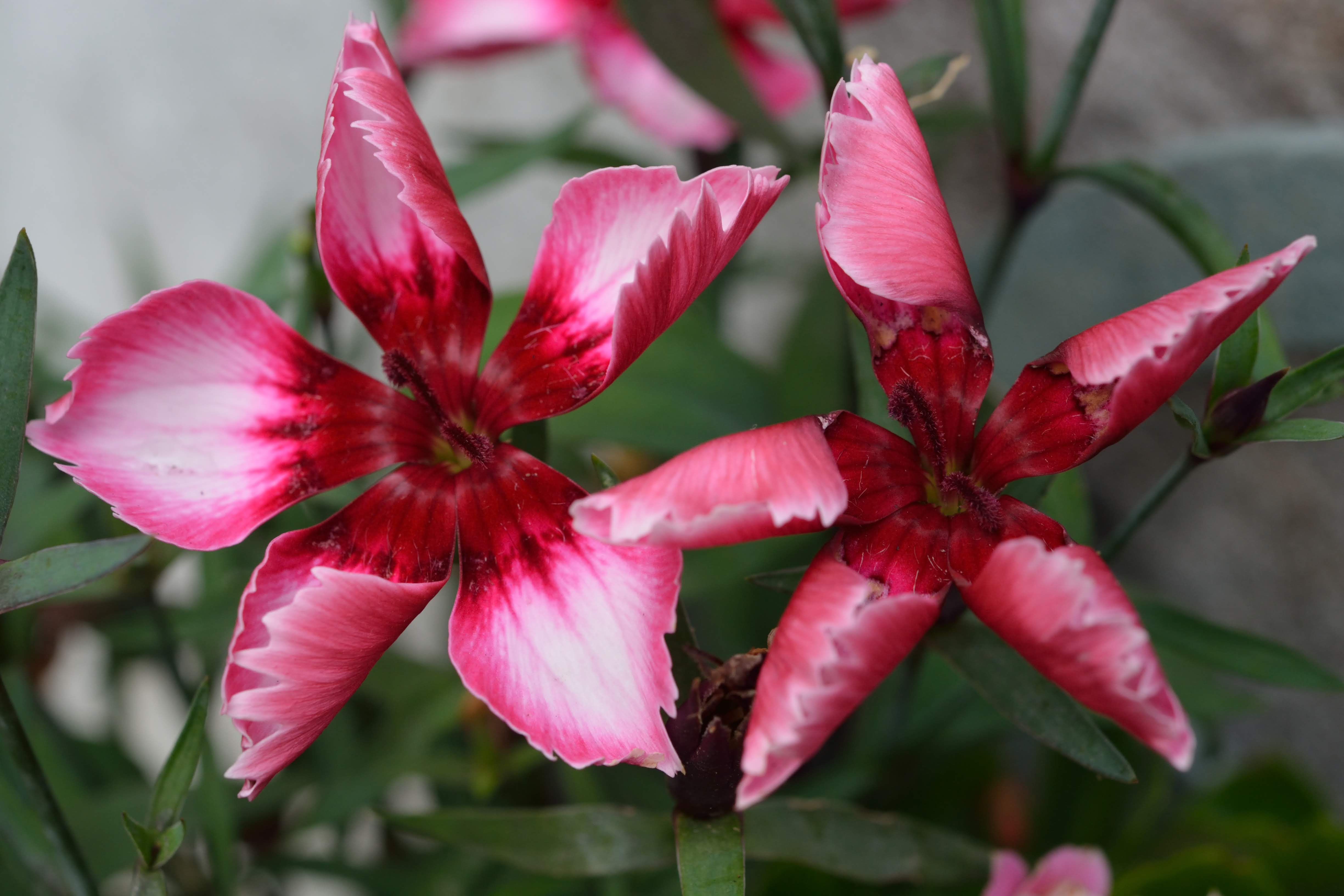 Primer Plano De Flores De Clavel Rojo Y Rosa · Foto de stock gratuita