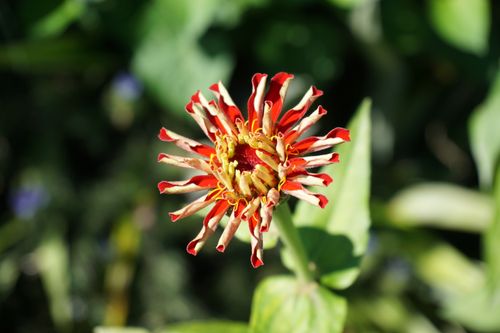Free Close-up of a striking red and yellow zinnia flower in full bloom outdoors, capturing nature's beauty. Stock Photo