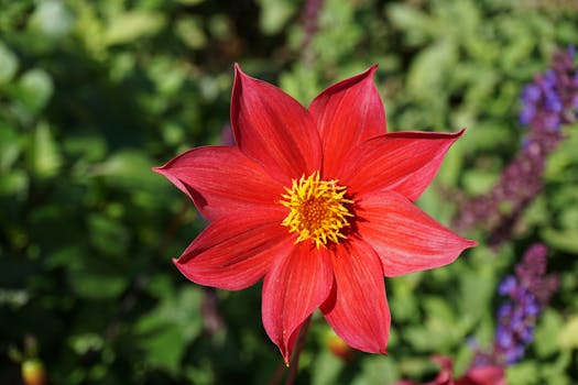 Close-up of a vibrant red dahlia flower in full bloom under sunlight.
