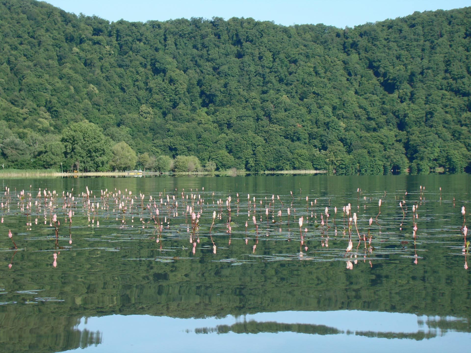 A serene lake with emerging pink water plants surrounded by lush green forests under a clear sky.