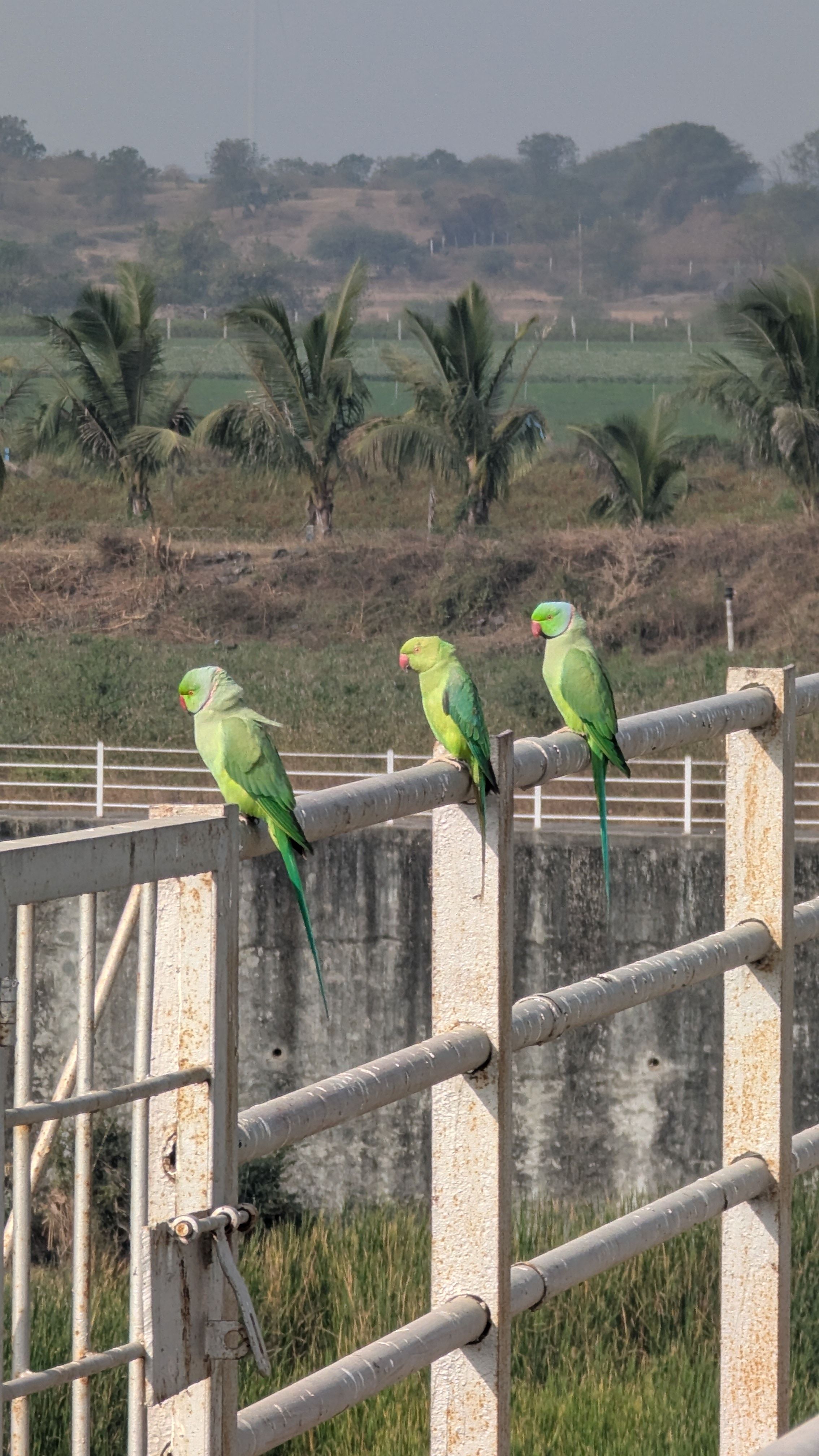 Green Parrots Perched Outdoors on Metal Rail · Free Stock Photo