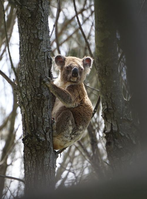 Free Koala perched on a eucalyptus tree in Queensland, Australia, showcasing natural habitat. Stock Photo