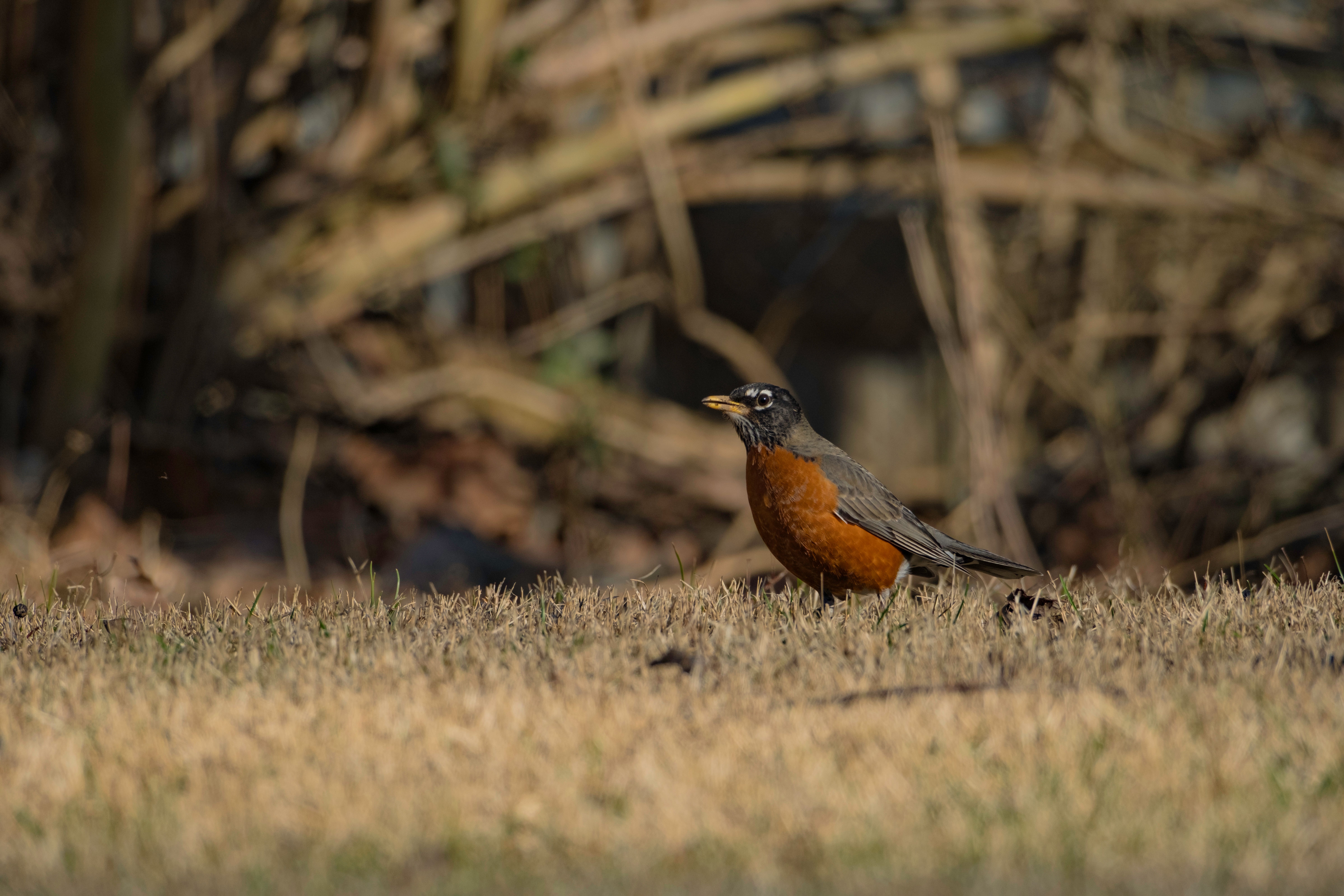 American Robin in Natural Habitat in Kentucky · Free Stock Photo
