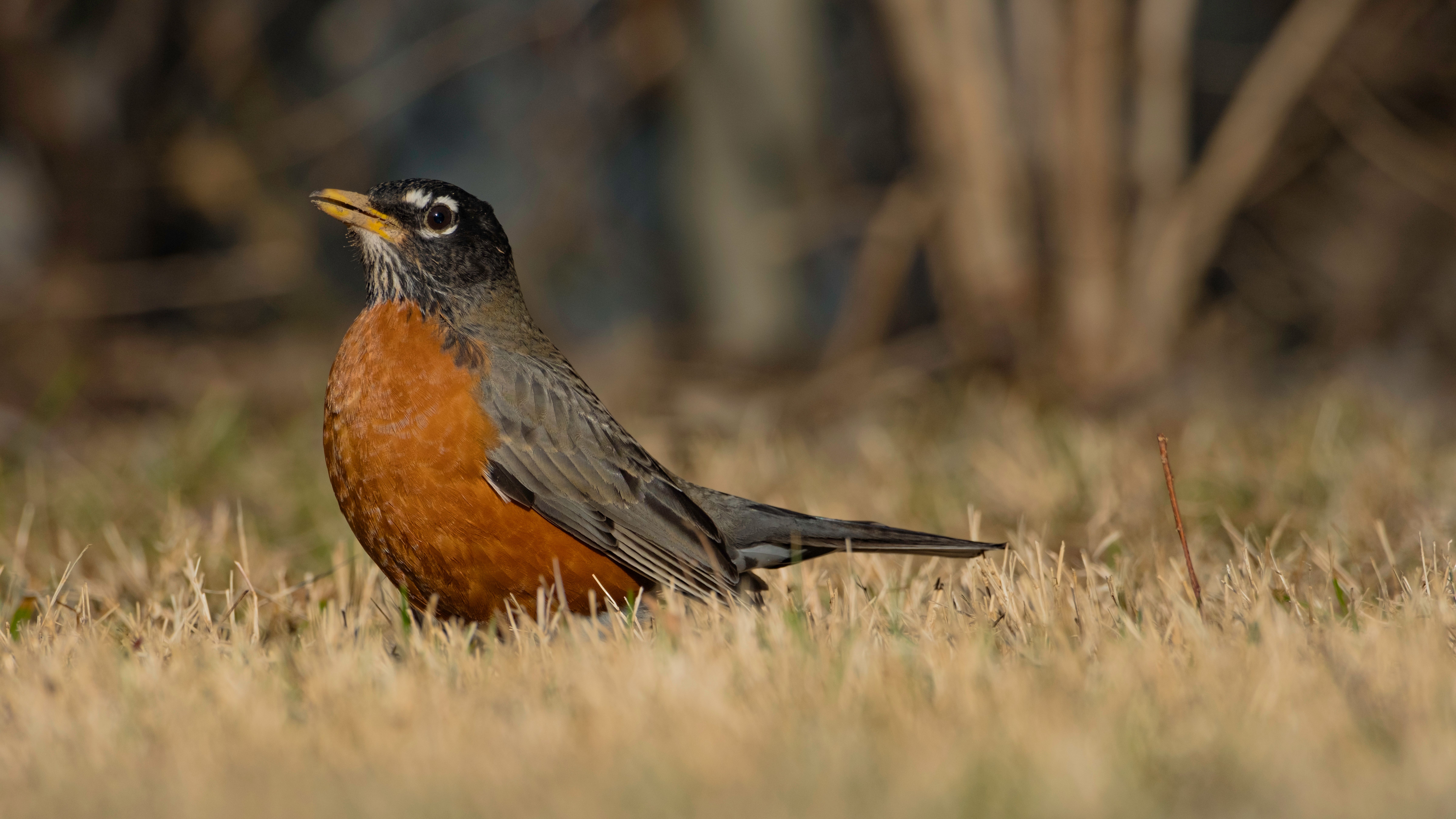 Bright American Robin on Grass in Kentucky · Free Stock Photo