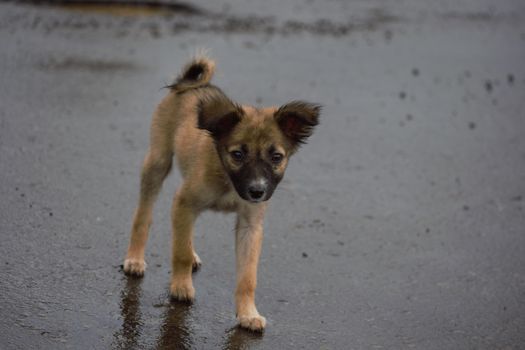 dog photo