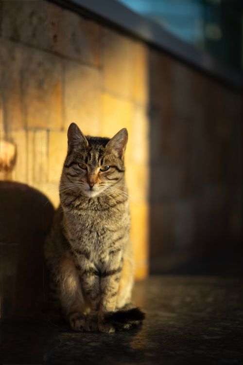 Free A tranquil stray cat enjoying sunlight against a brick wall in Baku, Azerbaijan. Stock Photo