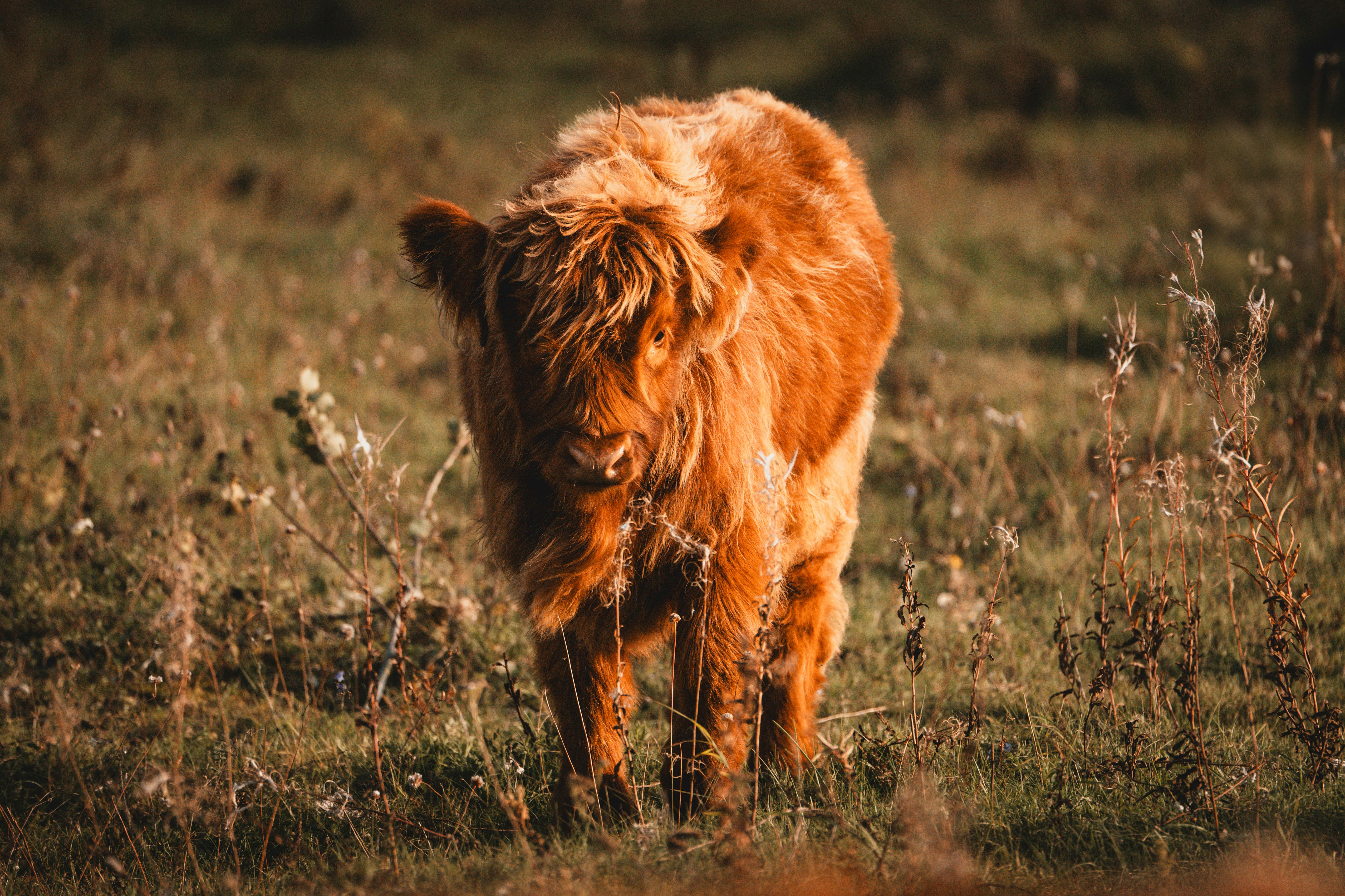 grátis Uma jovem vaca das Terras Altas pastando em um pasto verdejante e gramado, com tons terrosos quentes. Foto profissional