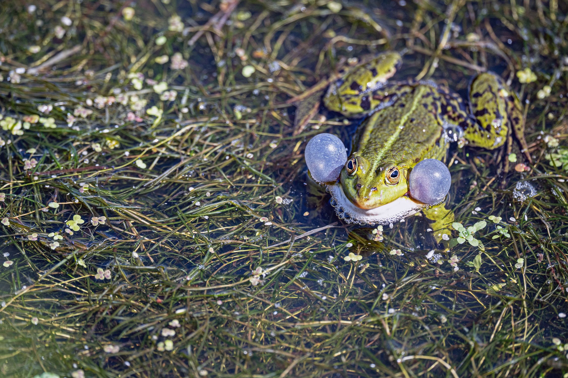 Croaking Green Frog Croaking in Cuxhaven Pond · Free Stock Photo