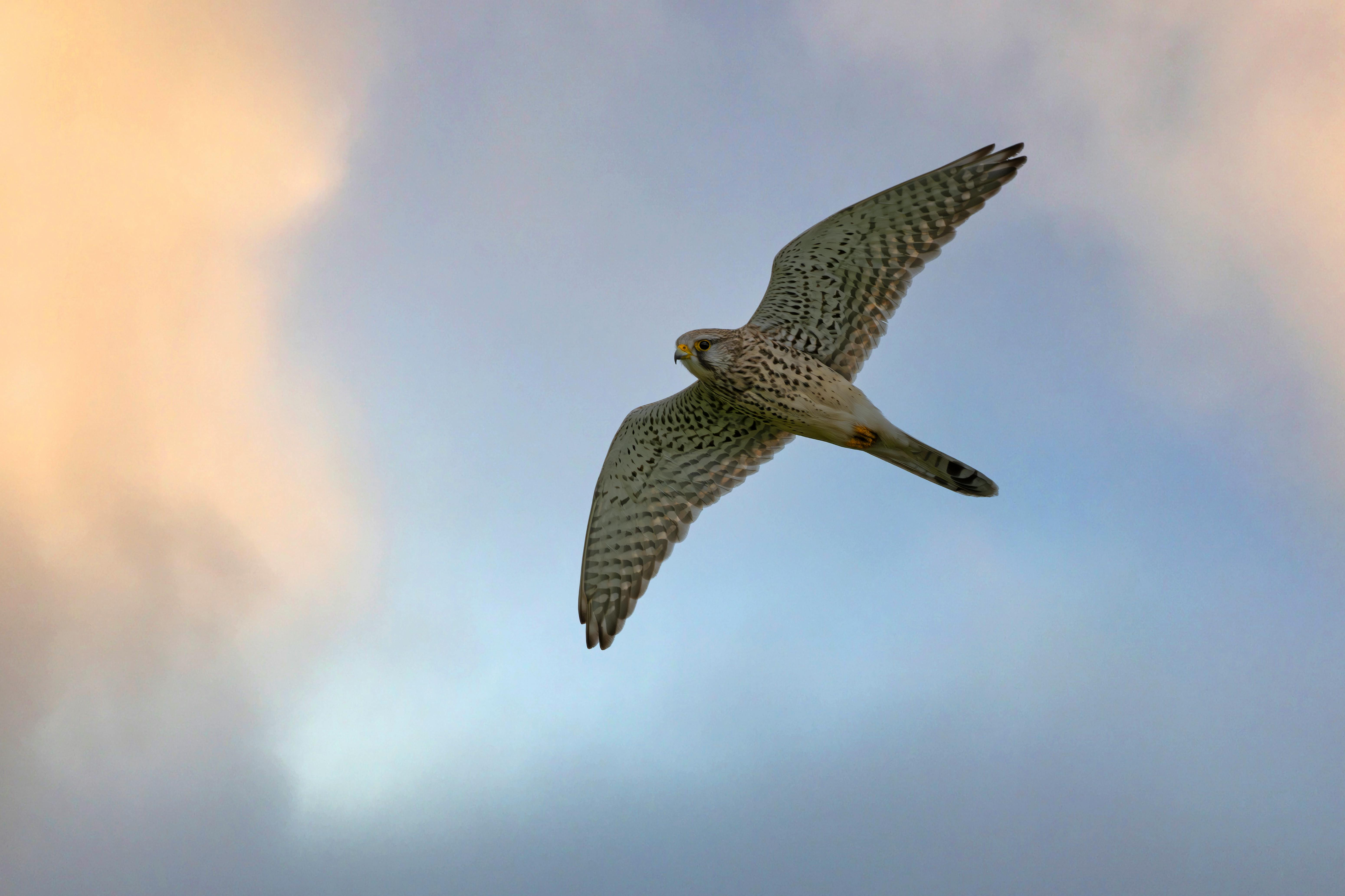A kestrel gracefully flying against a serene sky backdrop in Niedersachsen, Germany.