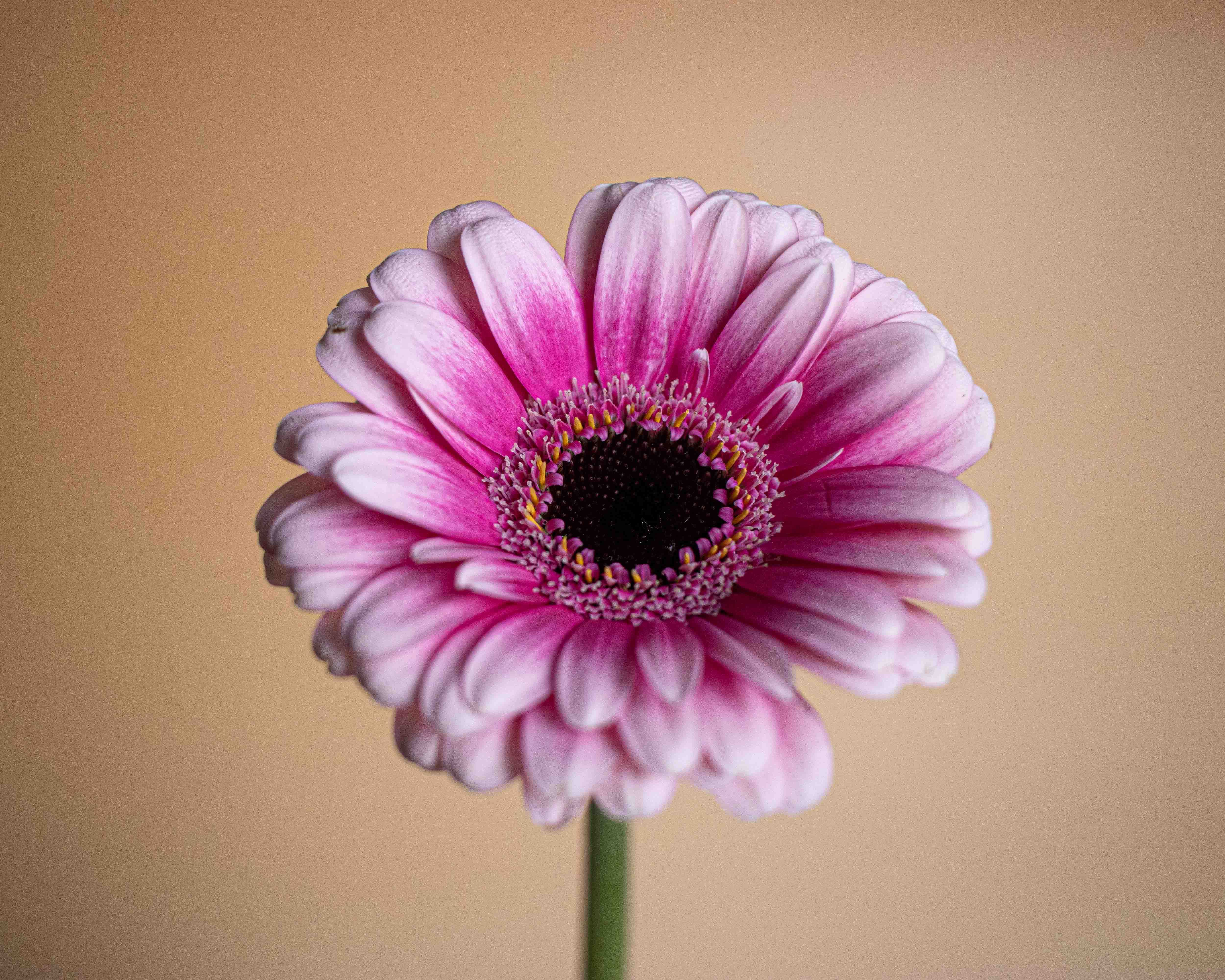 Pink Gerbera Flower in Closeup Photography · Free Stock Photo