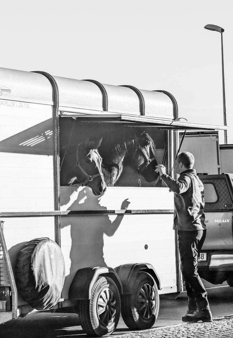 Cheval chargé dans un van de transport