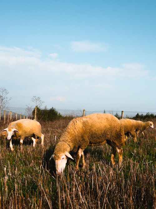 Free A flock of sheep grazing in an open field under a clear blue sky. Stock Photo