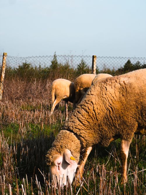 Free A flock of sheep grazing peacefully in a sunny outdoor pasture. Stock Photo