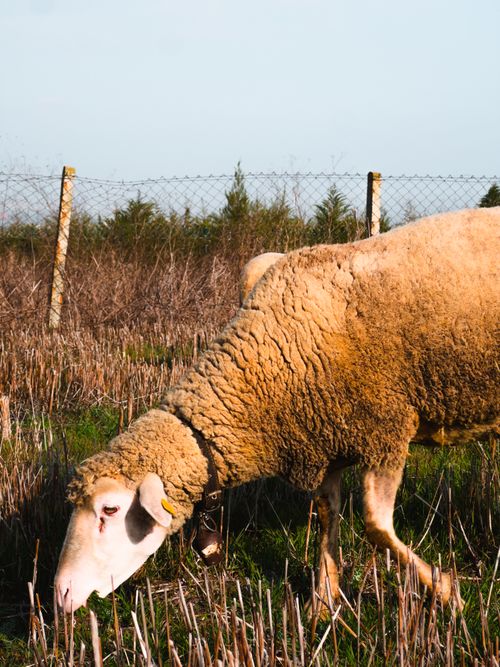 Free A close-up of a sheep grazing in a sunlit pasture enclosed by a wire fence. Stock Photo