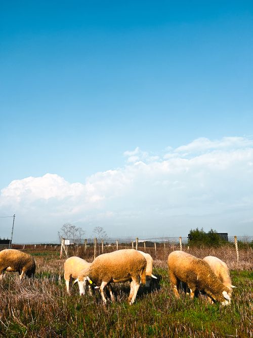 Free A peaceful scene of sheep grazing in an open field under a bright blue sky. Stock Photo