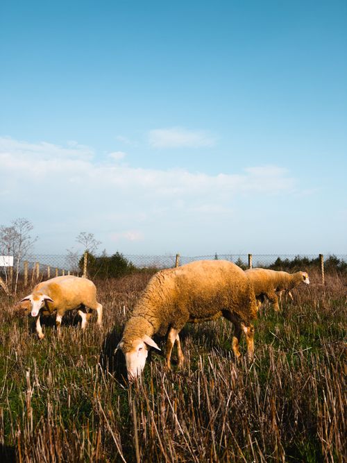 Free Flock of grazing sheep on a grassy pasture beneath a clear blue sky, showcasing rural tranquility. Stock Photo