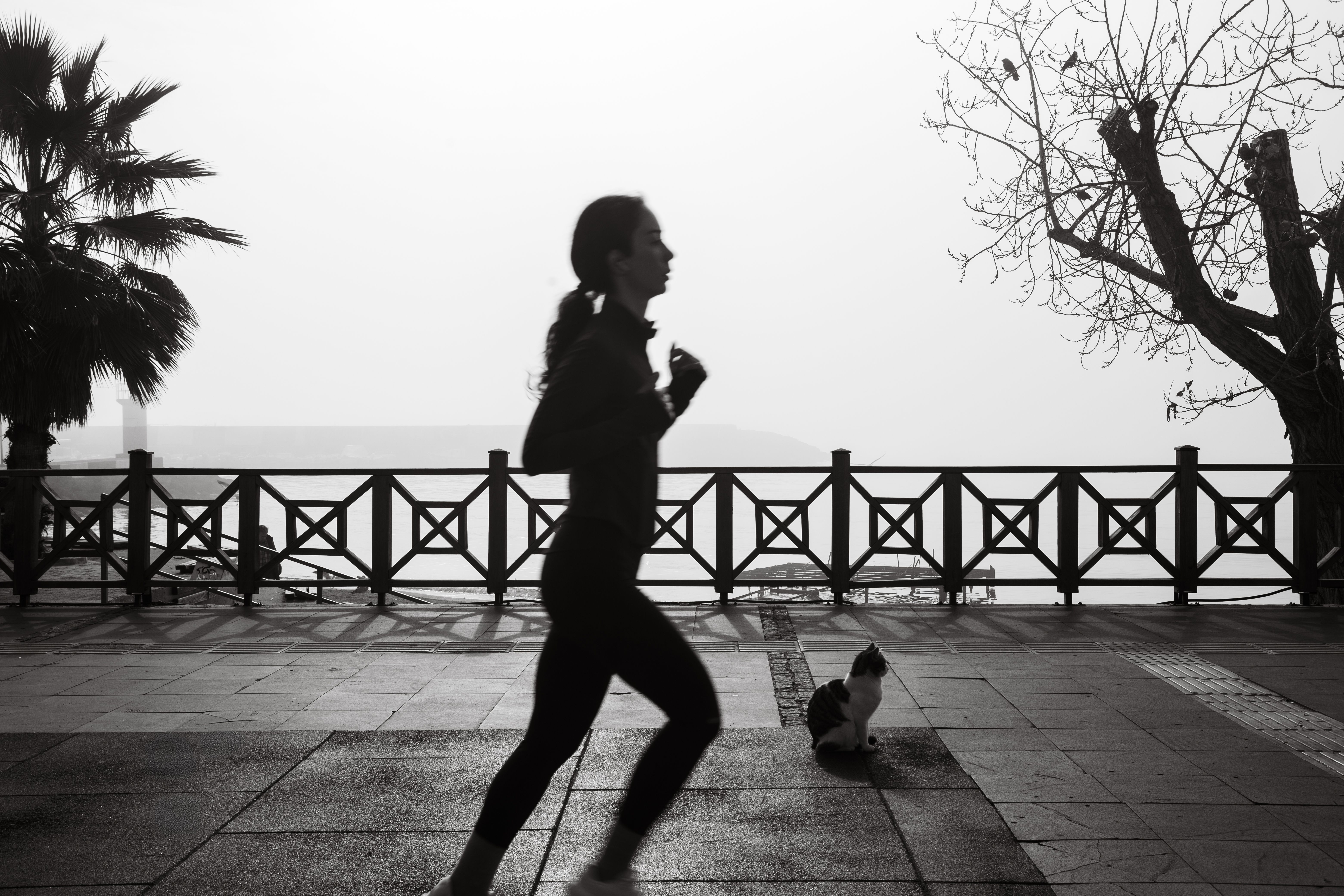 Black and white photo of a jogger on a foggy waterfront walkway with a cat nearby.