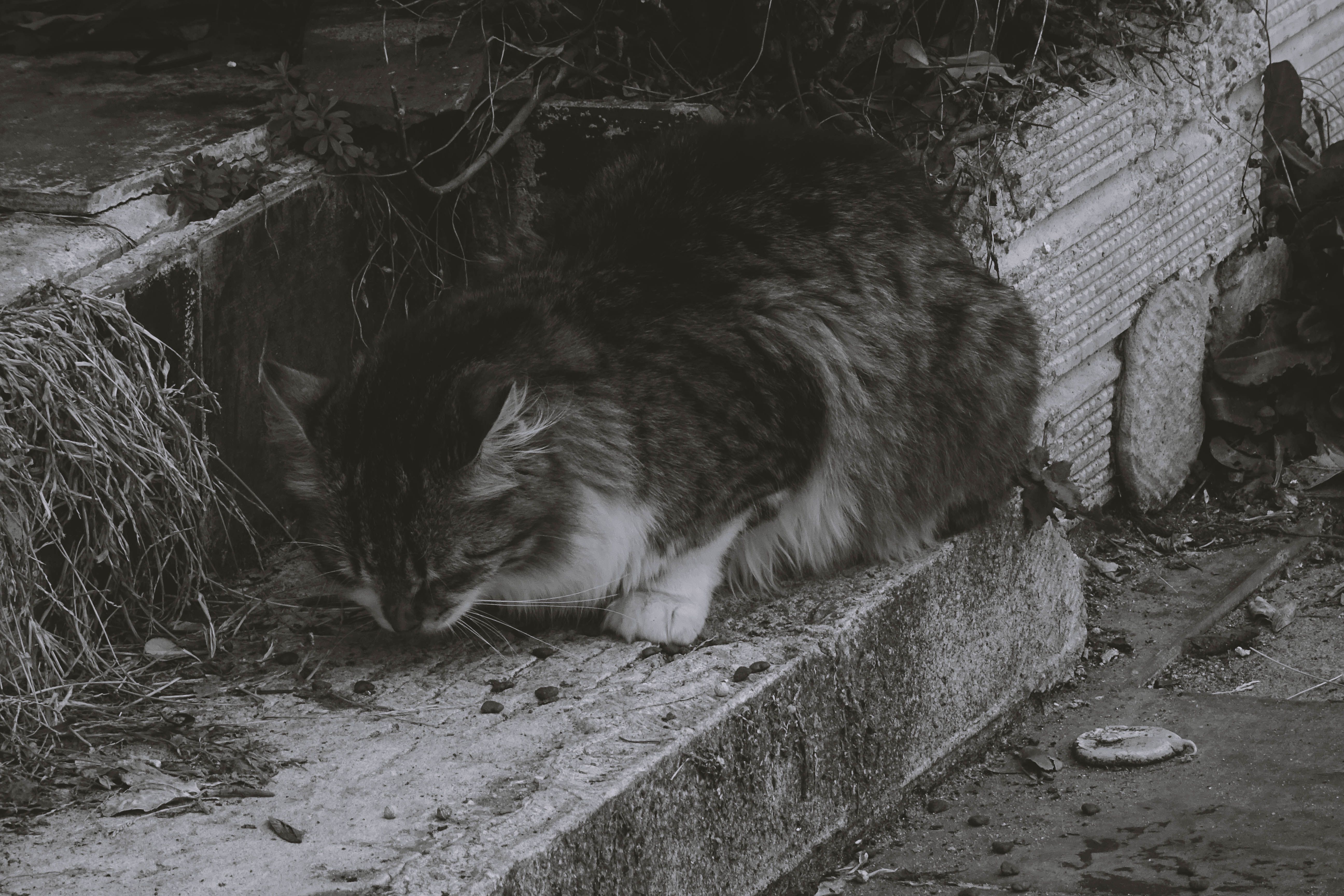 Black and White Stray Cat on Stone Steps · Free Stock Photo