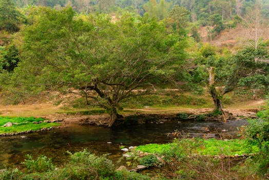 Peaceful river scene with lush greenery and trees along the banks in Cao Bằng, Vietnam.
