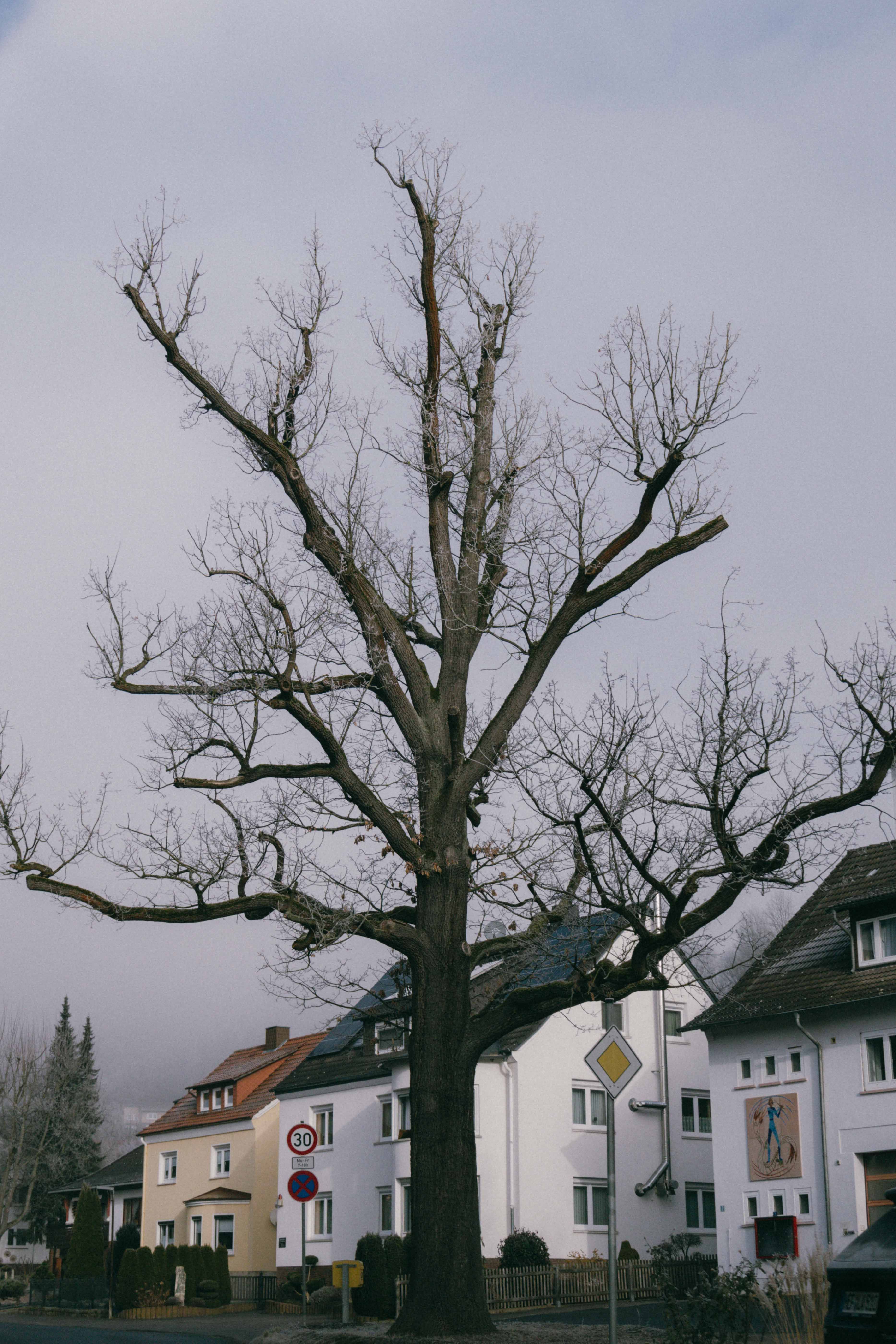 Picturesque Tree in Quaint European Town · Free Stock Photo