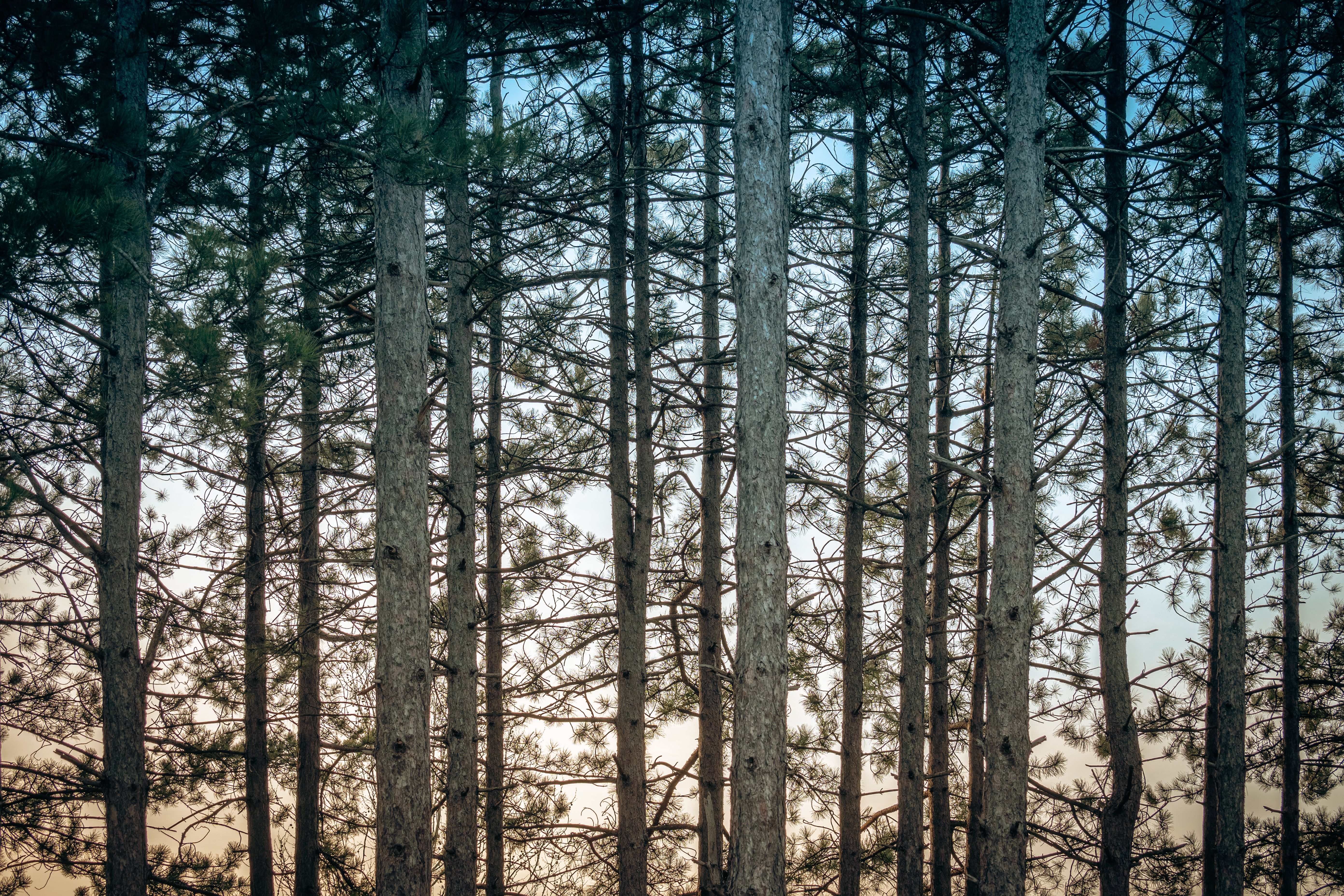 Tall Pine Trees in a Tranquil Forest Setting · Free Stock Photo