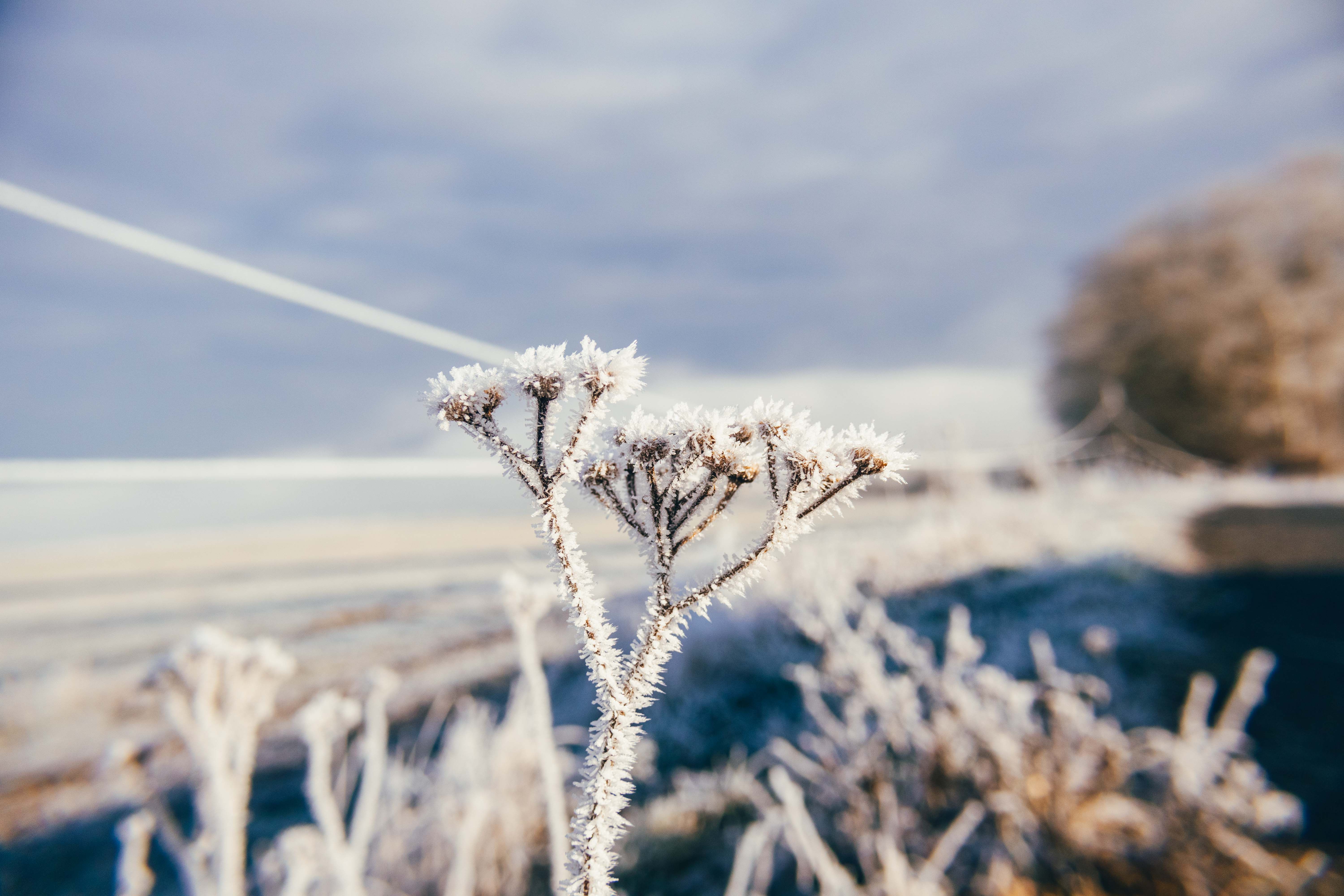 Frost-Covered Winter Landscape with Hoarfrost · Free Stock Photo