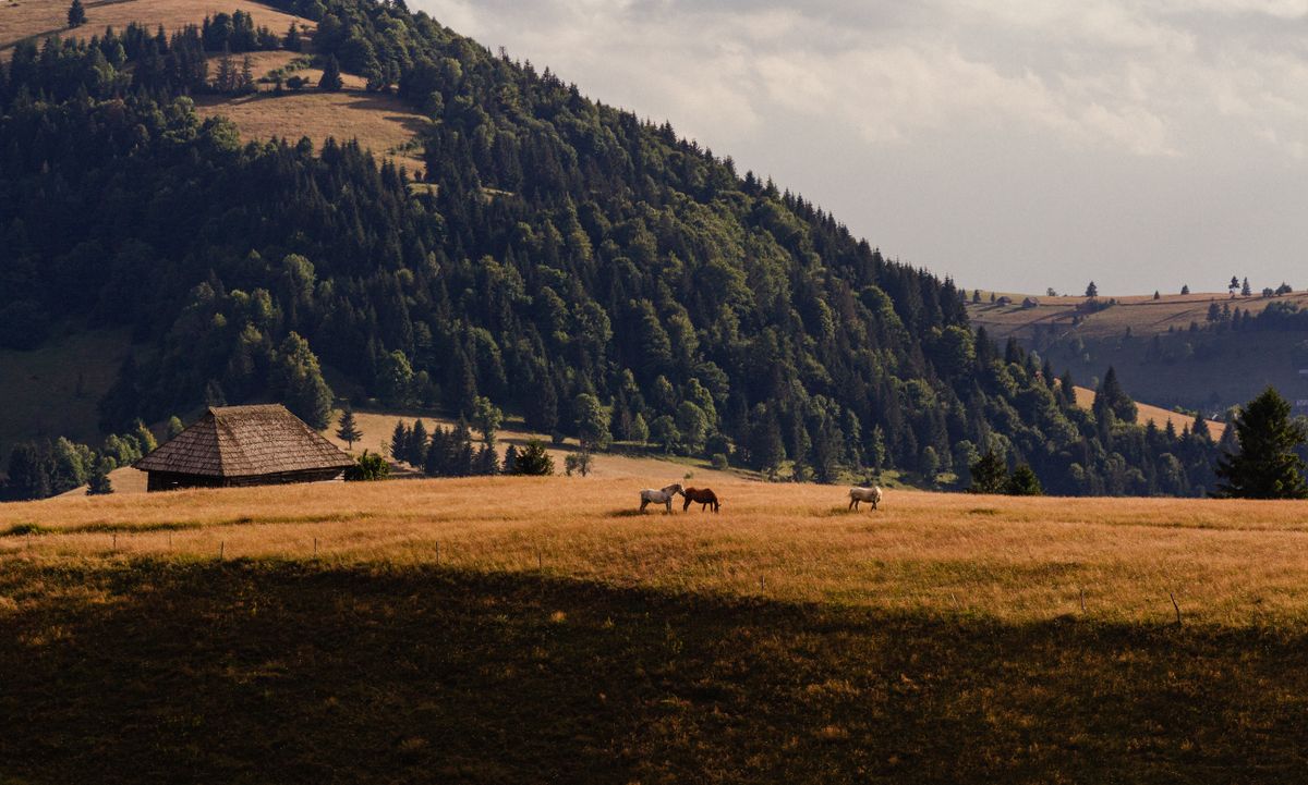 Cai pascand langa o sura, pe un deal impadurit, la apus