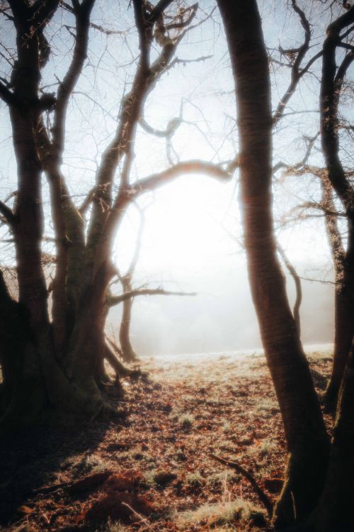 Free A serene winter forest illuminated by gentle sunlight passing through bare trees. Stock Photo