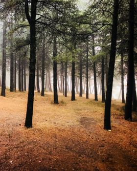 A serene misty pine forest in Dursunbey, Türkiye, during autumn.