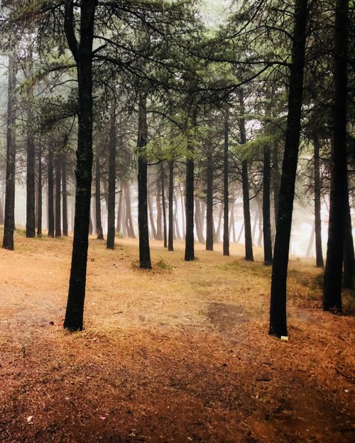 Free A serene misty pine forest in Dursunbey, Türkiye, during autumn. Stock Photo