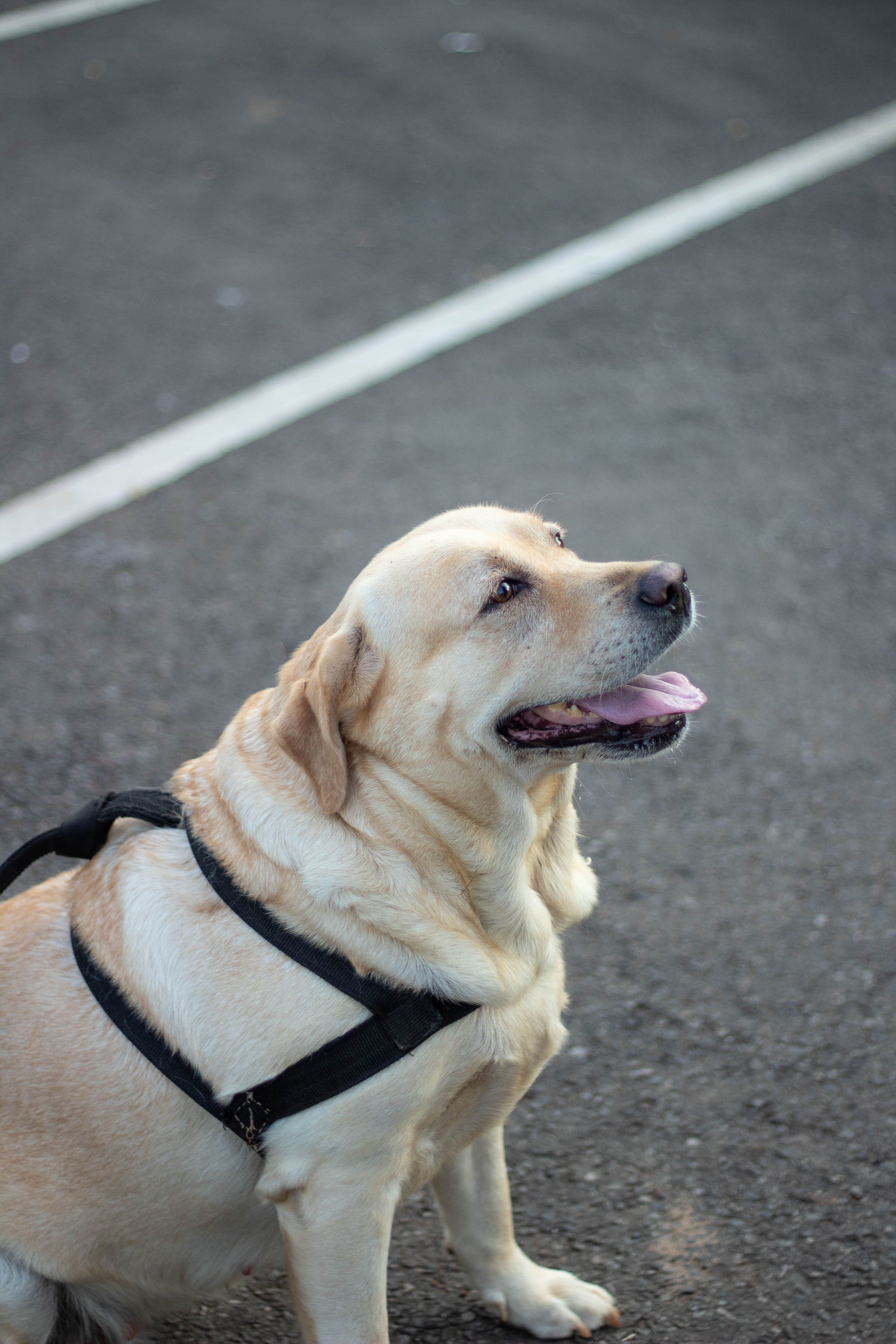 Labrador Retriever Posing Outdoors on Pavement · Free Stock Photo