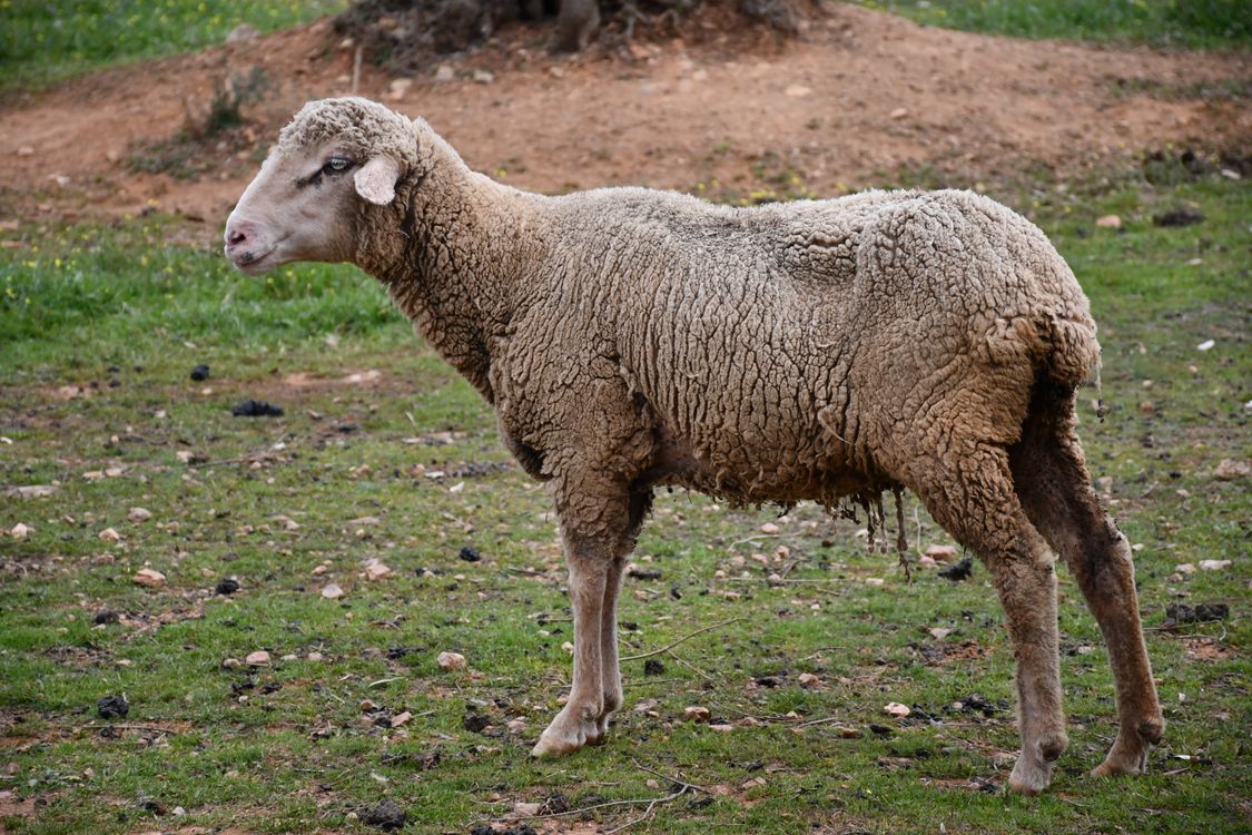 Sheep Real Portrait of a Domestic Sheep in Pasture · Free Stock Photo