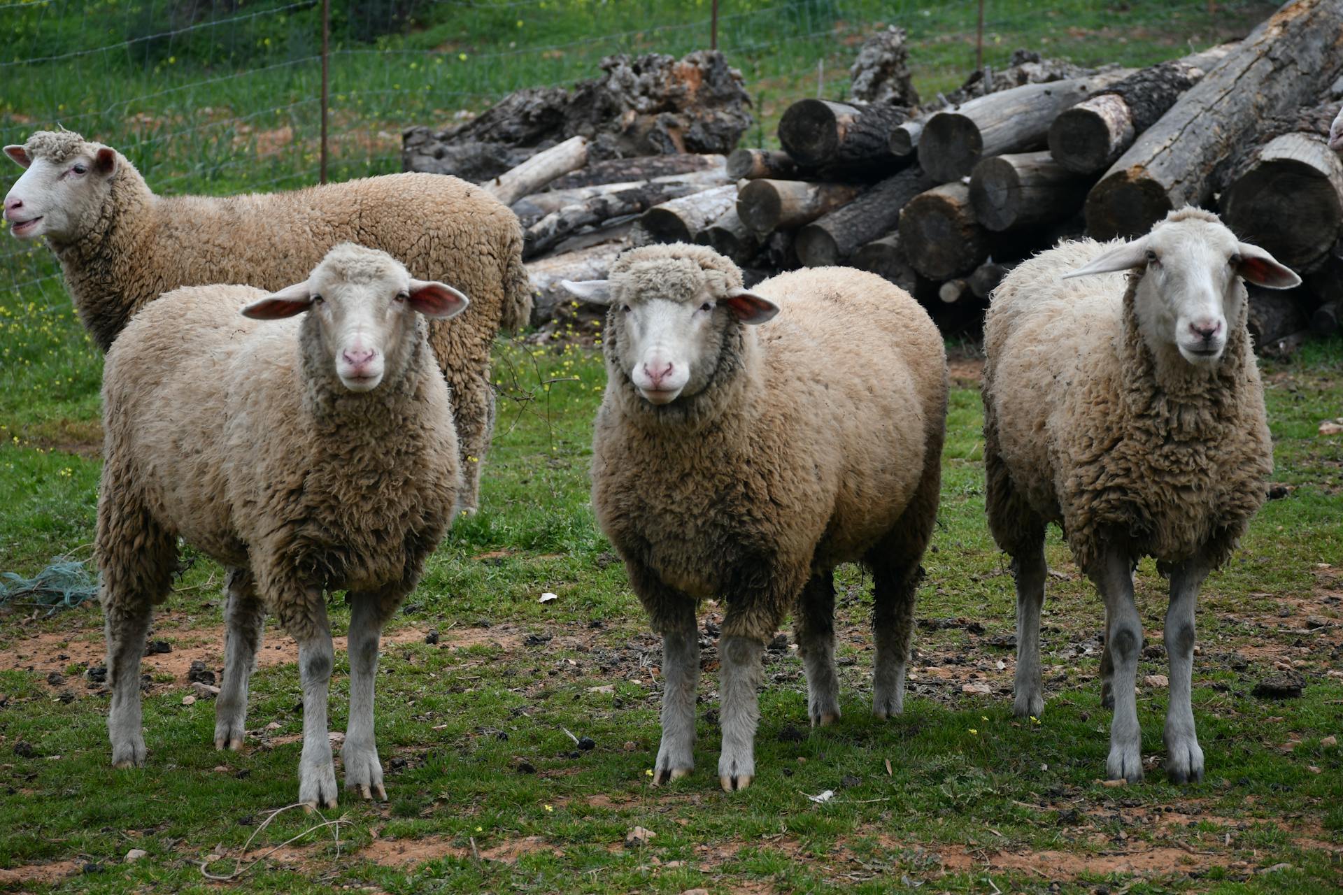 Four sheep stand in a grassy farm pasture, surrounded by logs, showcasing rural life.