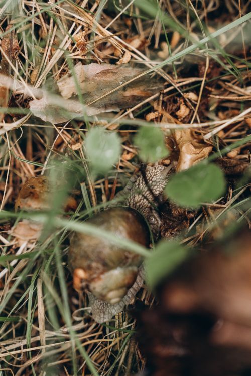 Free Detailed view of a snail amidst grass and leaves outdoors. Stock Photo