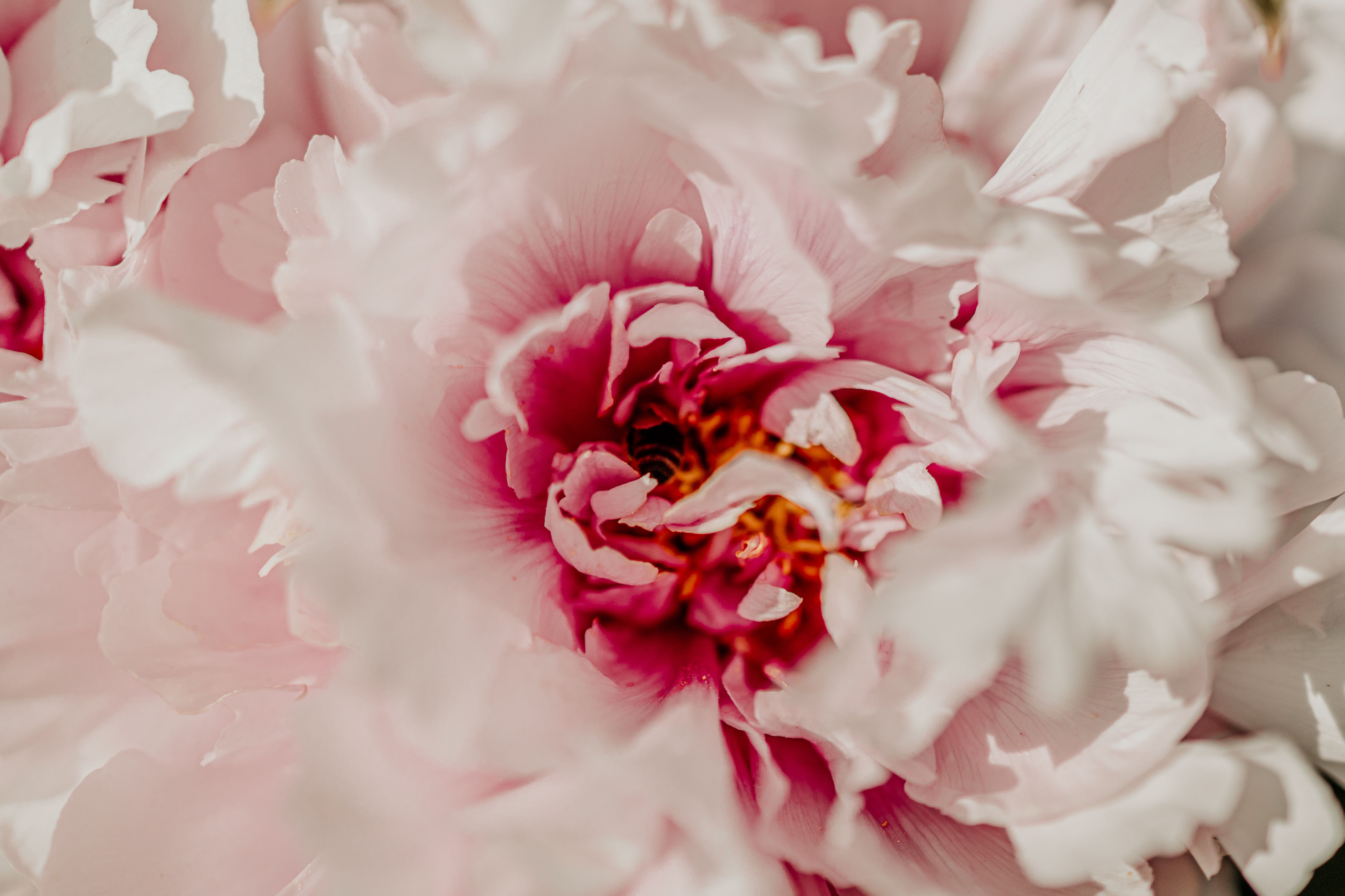 Composition funéraire délicate avec pivoines blanches