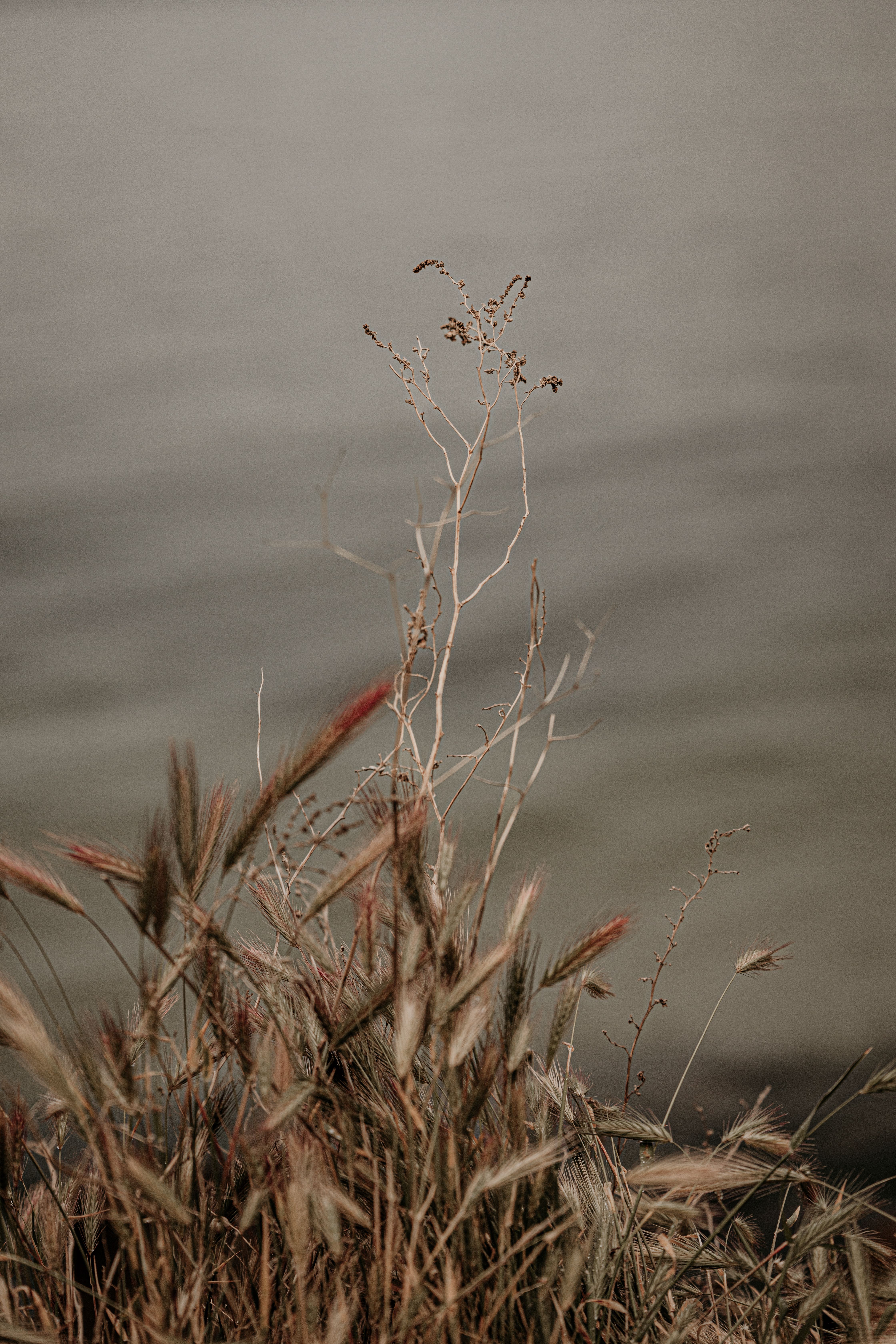 Soft focus on coastal grasses against a gentle wave backdrop, evoking tranquility and nostalgia.